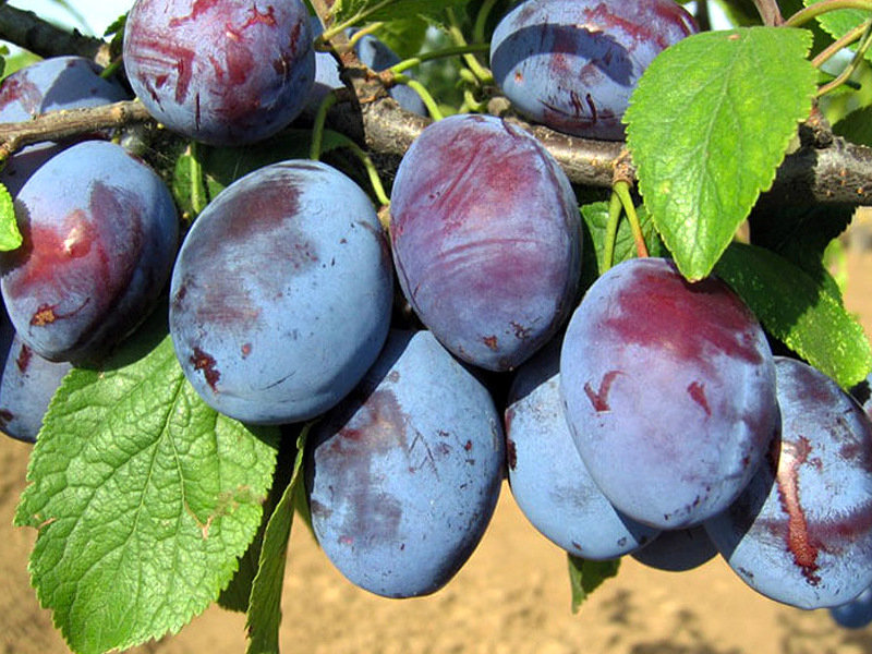 Customs clearance of plum